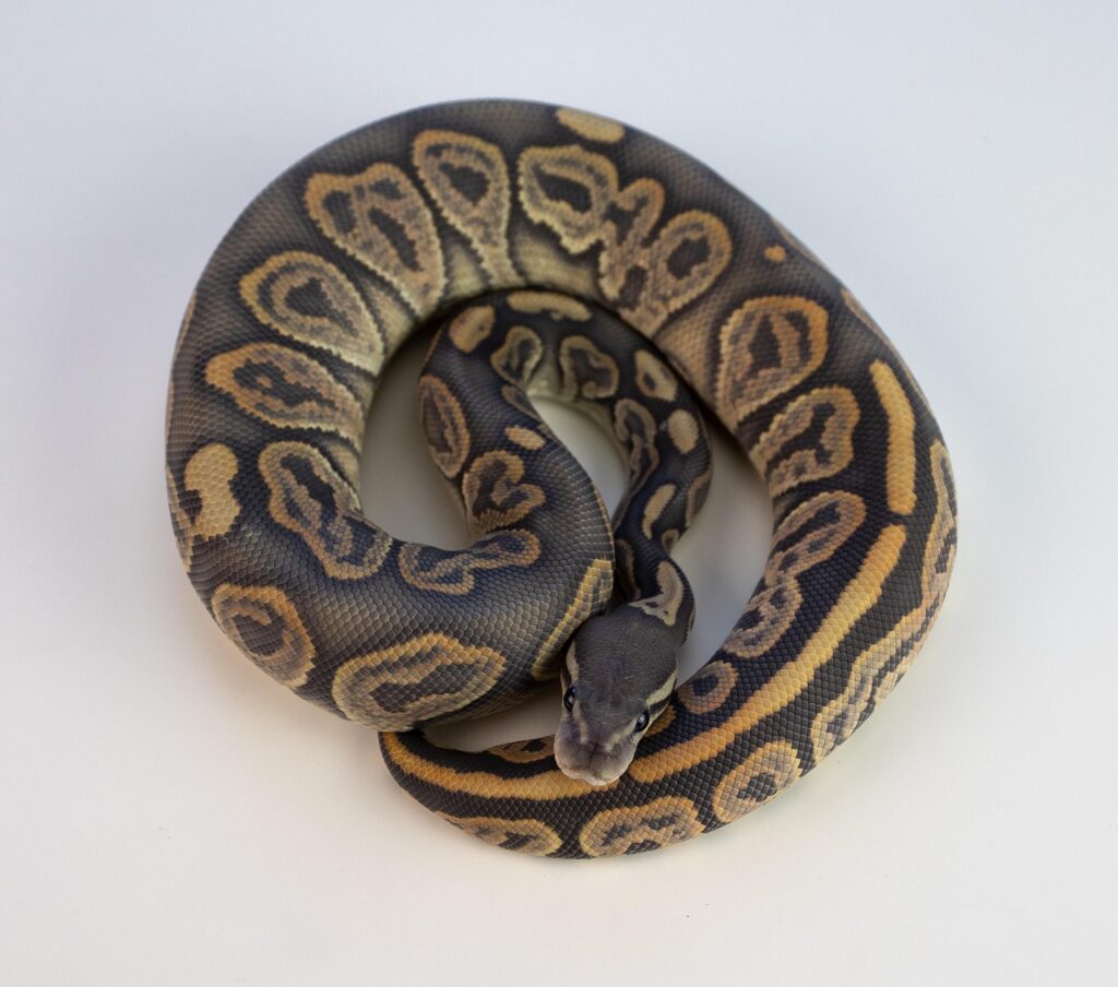 ball python, snake, reptile, orange dream, desert ghost, black pastel, leopard, banana mystic, ball python, ball python, ball python, ball python, ball python, snake