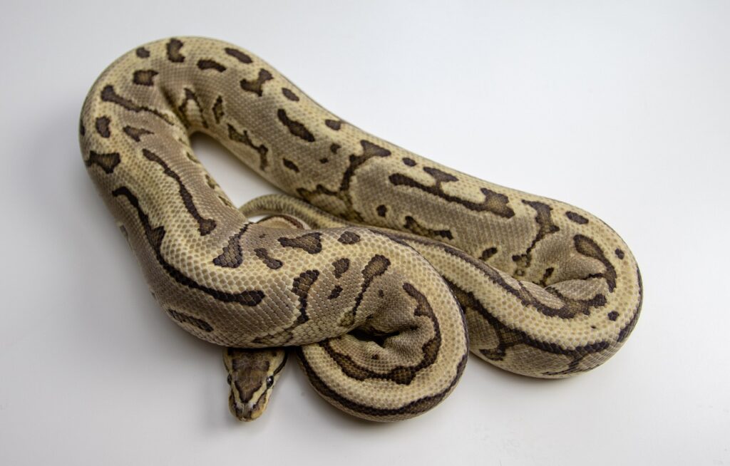 ball python, snake, reptile, orange dream, desert ghost, black pastel, leopard, banana mystic, ball python, ball python, ball python, ball python, ball python