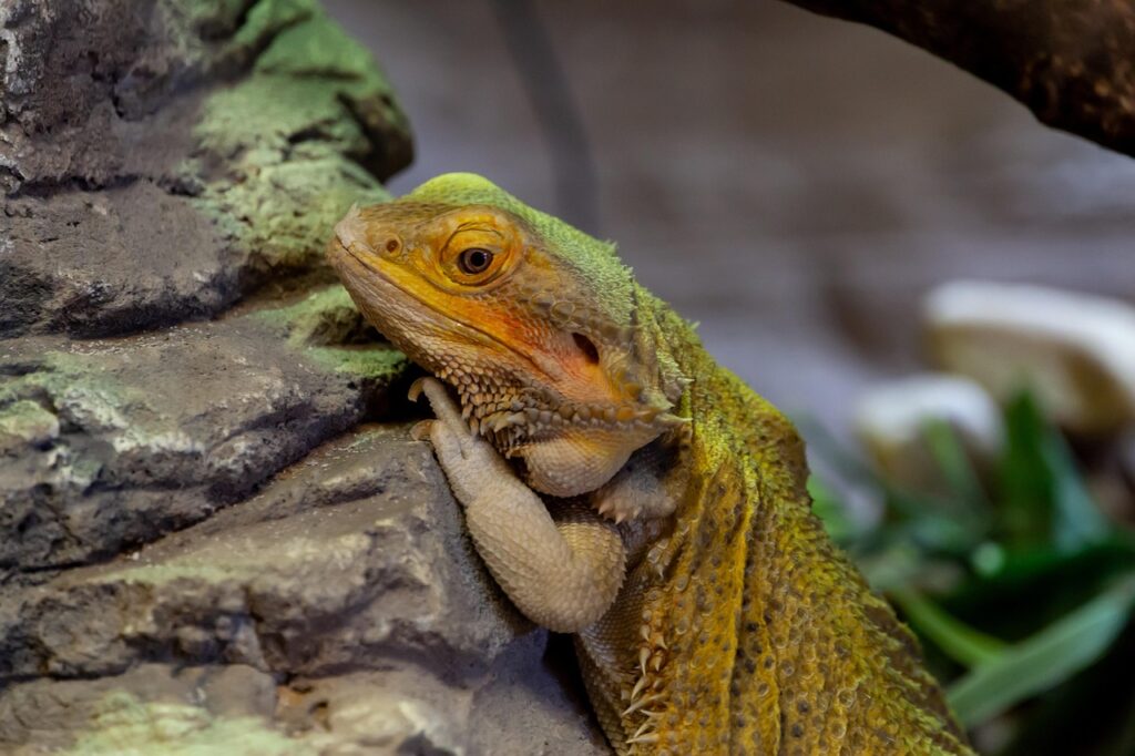 bearded dragon, australian dragon, reptile, australian, lizard, wild, species, dragon, scale, reptilian, frilled, exotic, tail, bearded, spiked, bearded dragon, bearded dragon, bearded dragon, bearded dragon, bearded dragon