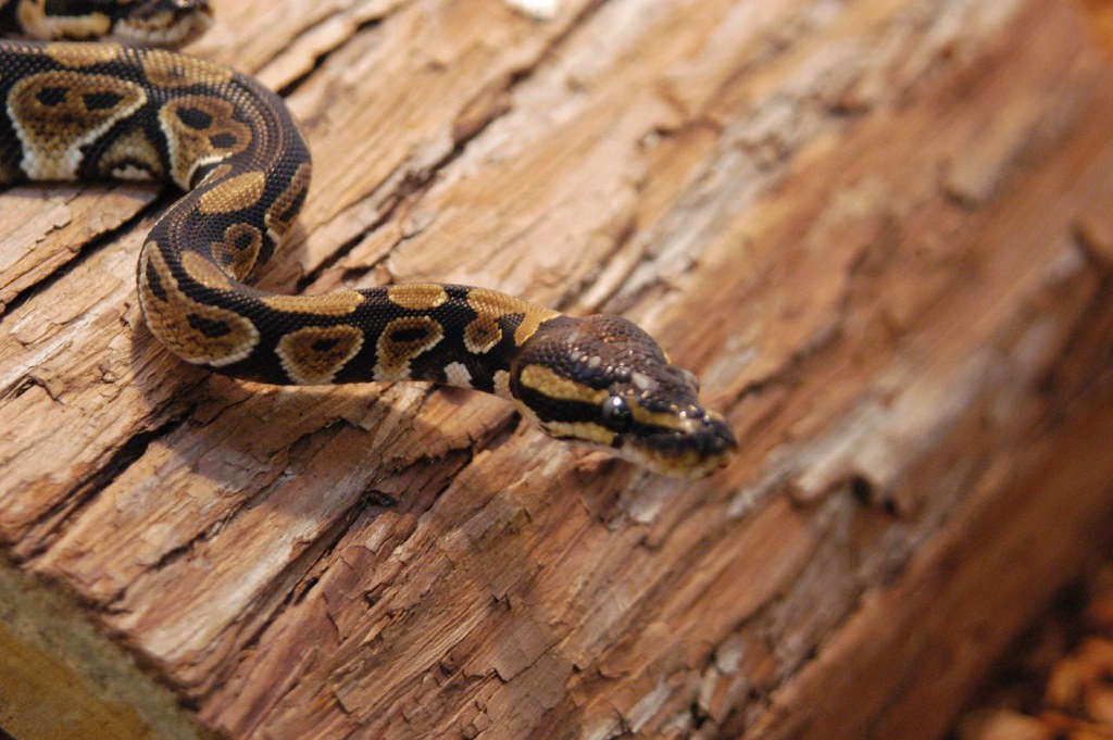 ball python slithering down a log