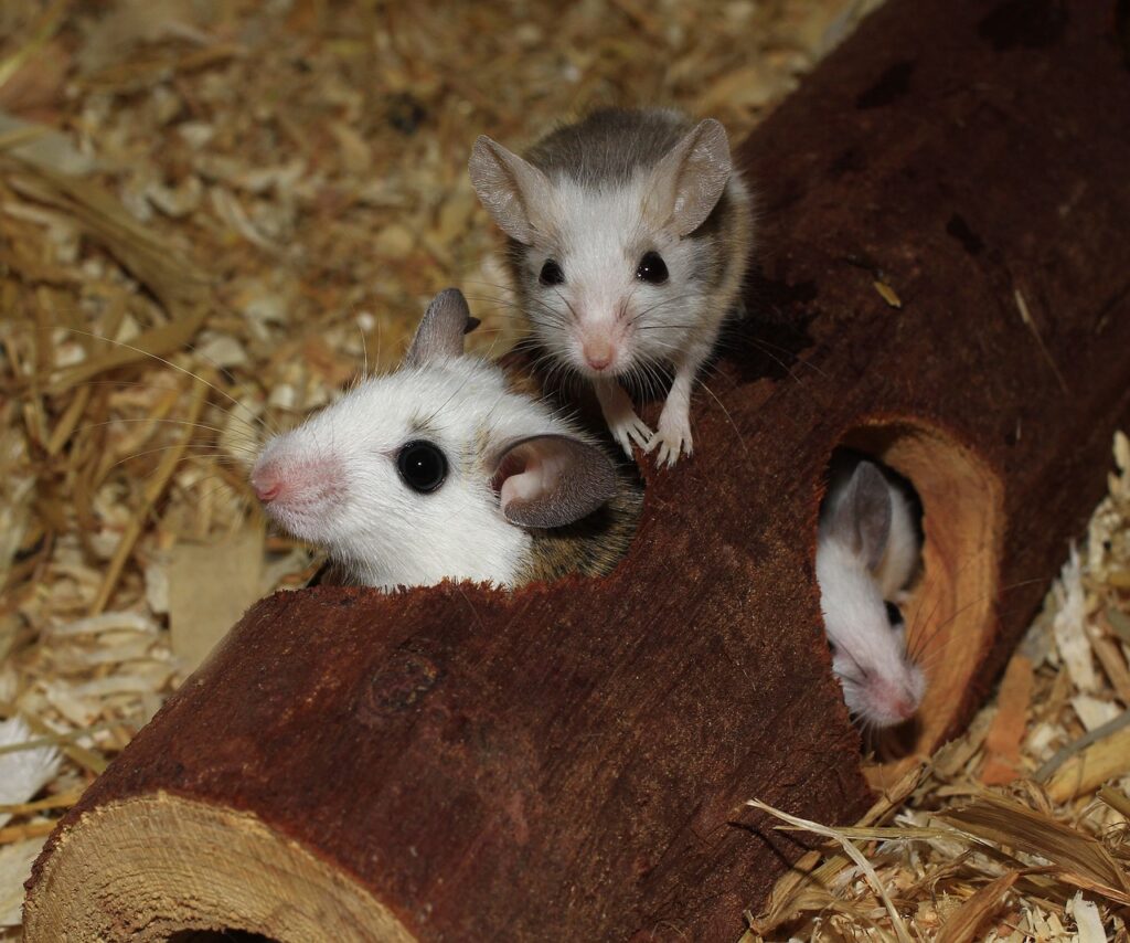 many teat mice, mice, tree tunnel, together, secure, warmth, recovered, cute, rodent, rodents, mice, mice, mice, mice, mice