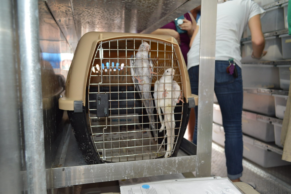 Two cockatiels in a pet carrier