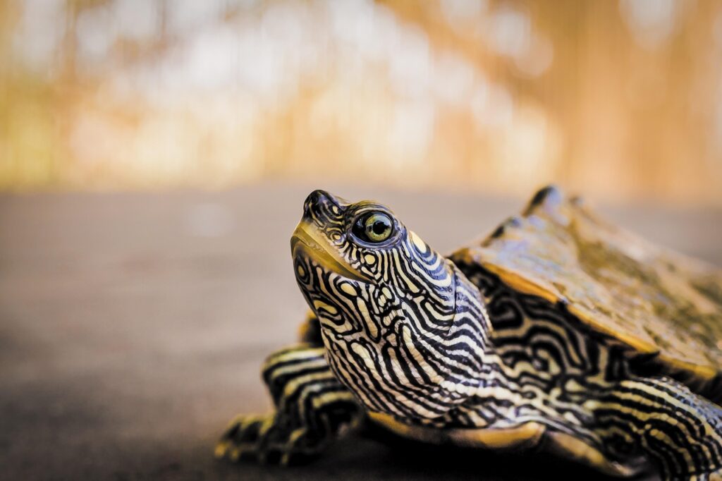 turtle, reptile, animal, pond, wildlife, nature, close up