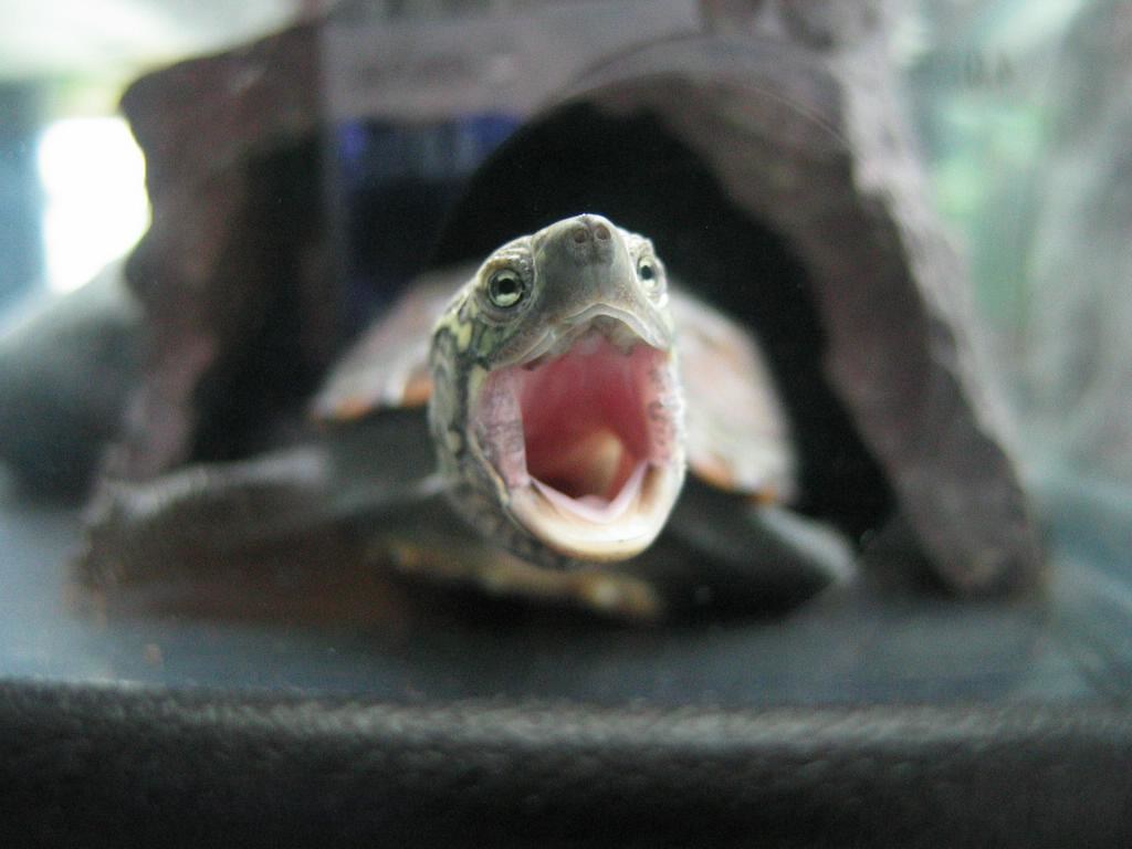 pet turtle with its mouth open