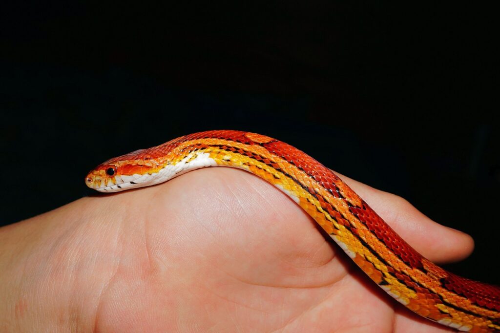 line, corn snake, reptile, dandruff, orange, creature, hand, snake, corn snake, corn snake, corn snake, corn snake, corn snake, snake, snake