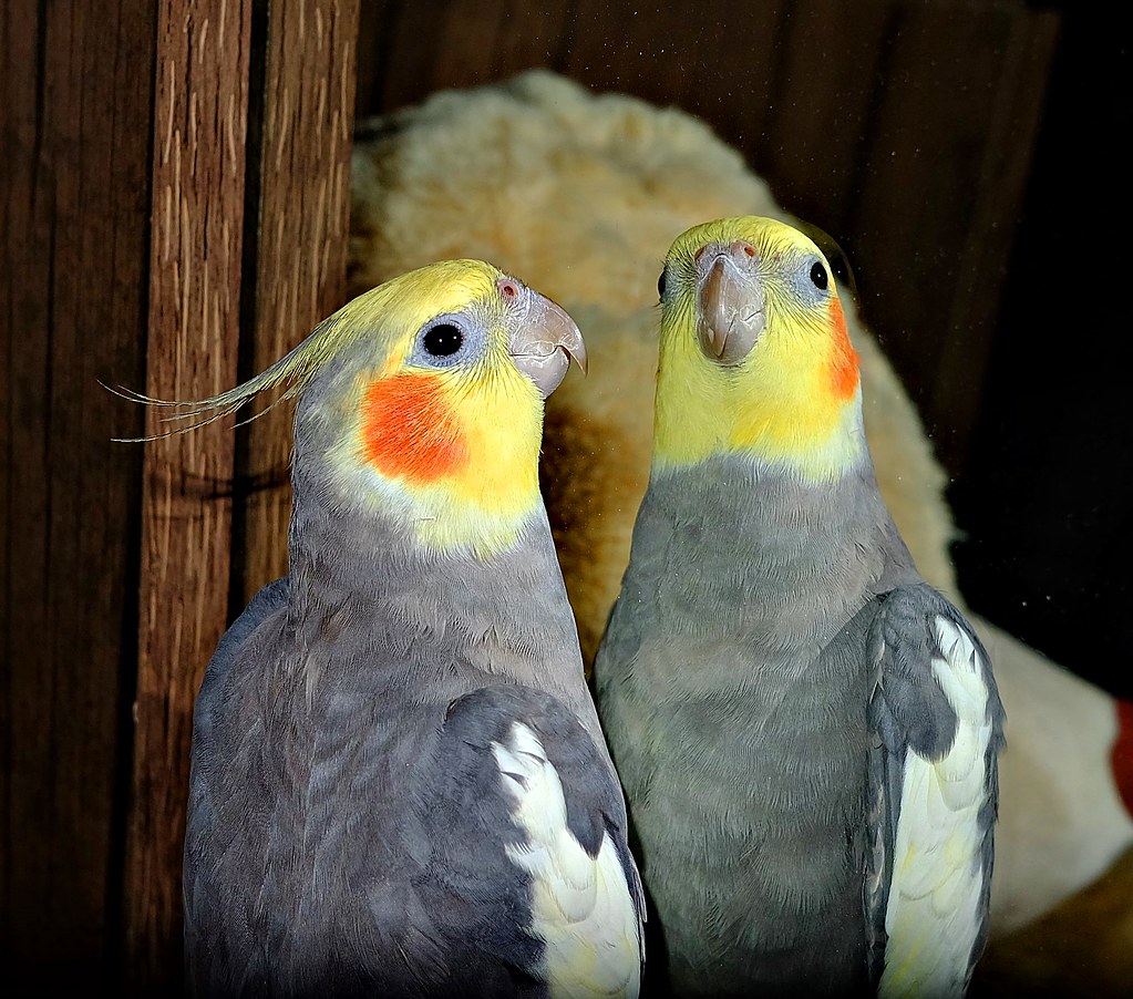 Cockatiels