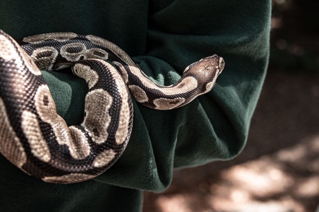 snake, zoo, animal, reptile, nature, python, scale, wildlife, dangerous, green, jungle, predator, python, python, python, python, python