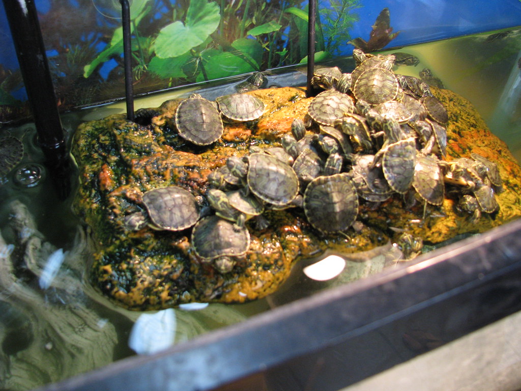 Pet Turtles in a small enclosure