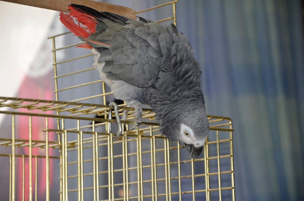 parrot, african grey, african gray parrot, gray, bird, domestic animal, african, nature, cage, bird cage