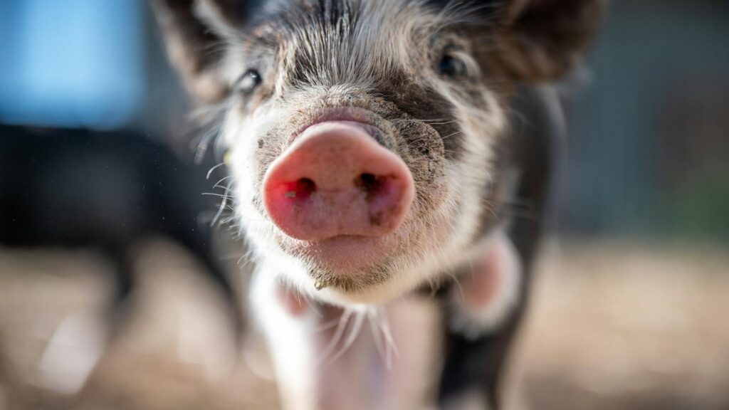 Adorable piglet exploring a sunny farmyard with a blurred background.