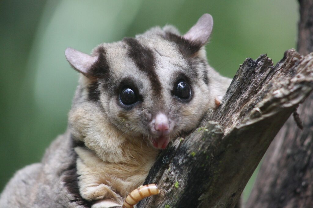 squirrel glider, marsupial, native, australia, wildlife, nature, animal, mammal, aussie, herbivore, cute, furry, tree, fur, arboreal, protected, adorable, fluffy, squirrel glider, squirrel glider, squirrel glider, squirrel glider, squirrel glider, marsupial