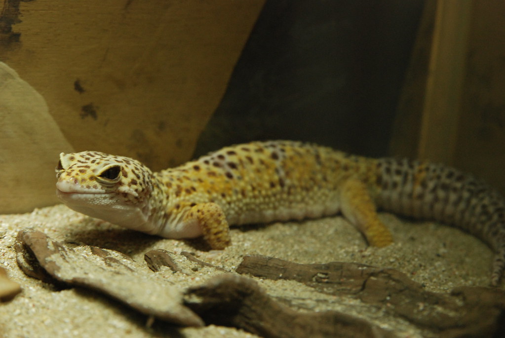 leopard gecko laying on flat rocks in it's enclosure
