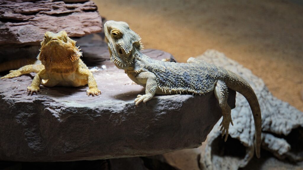 bearded dragon, terrarium, domestic animal, reptile, animal, lizard, creature, wildlife, dandruff, tail, spur, prickly, dear, portrait, cute, trustful, attentive, reptiles, exotic, warm, nature, biodiversity, stone, terraristik, brown grey, love
