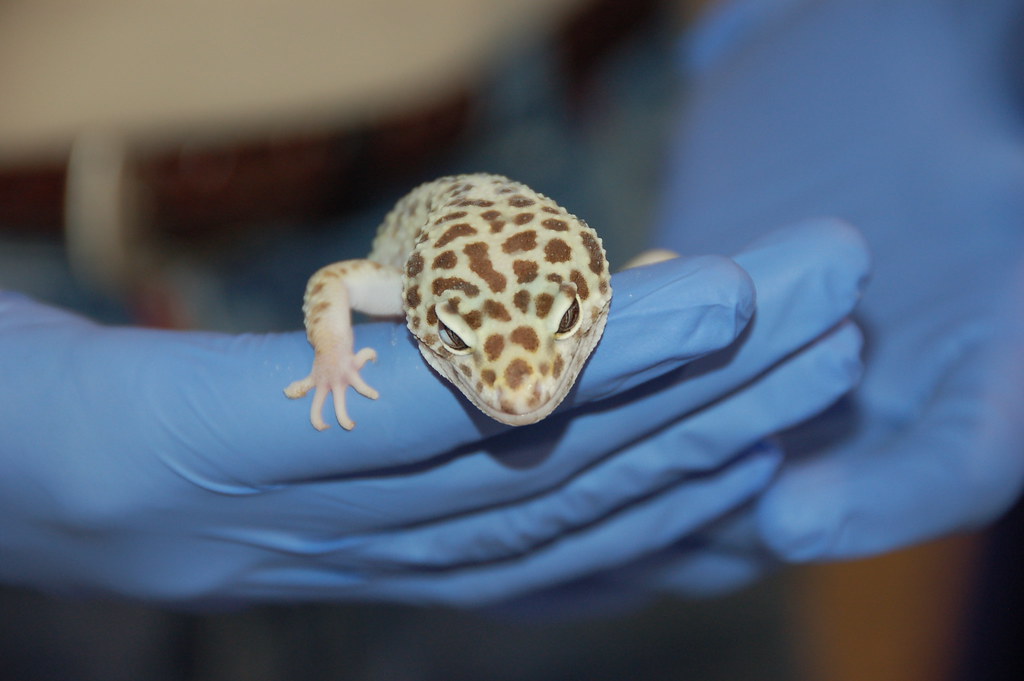 leopard gecko in a vets hand