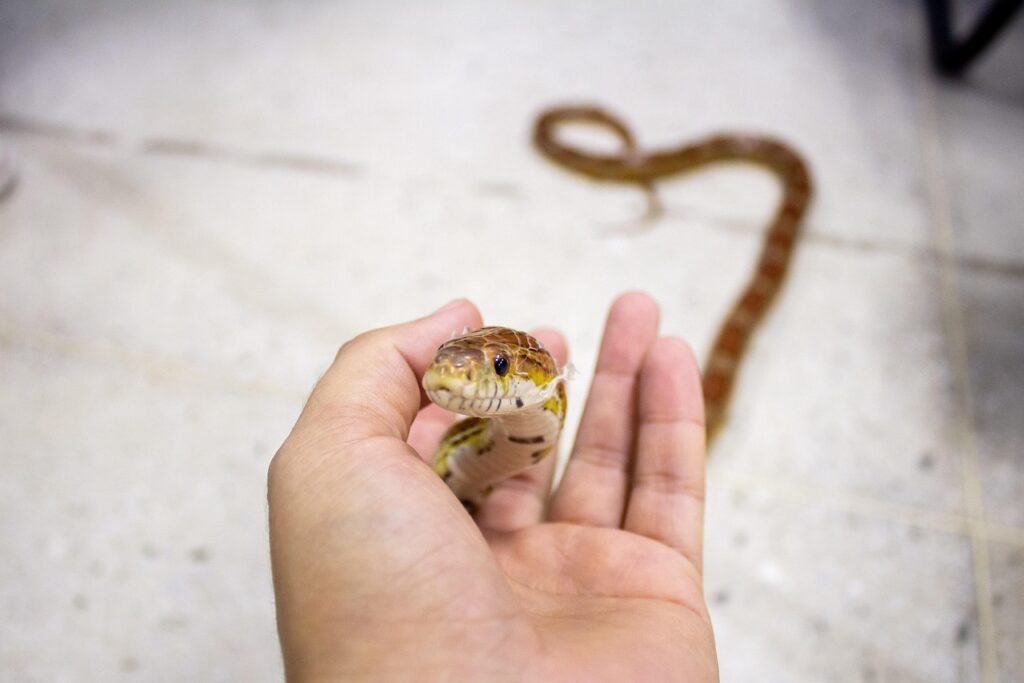 snake, corn snake, pet, silvestre, réptil, corn snake, corn snake, corn snake, corn snake, corn snake