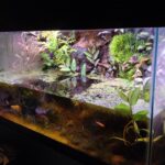What Exactly Is a Bioactive Enclosure?