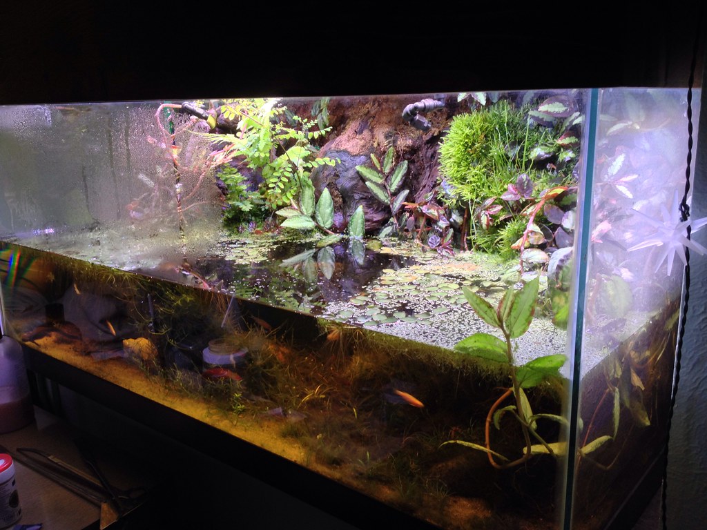 What Exactly Is a Bioactive Enclosure?
