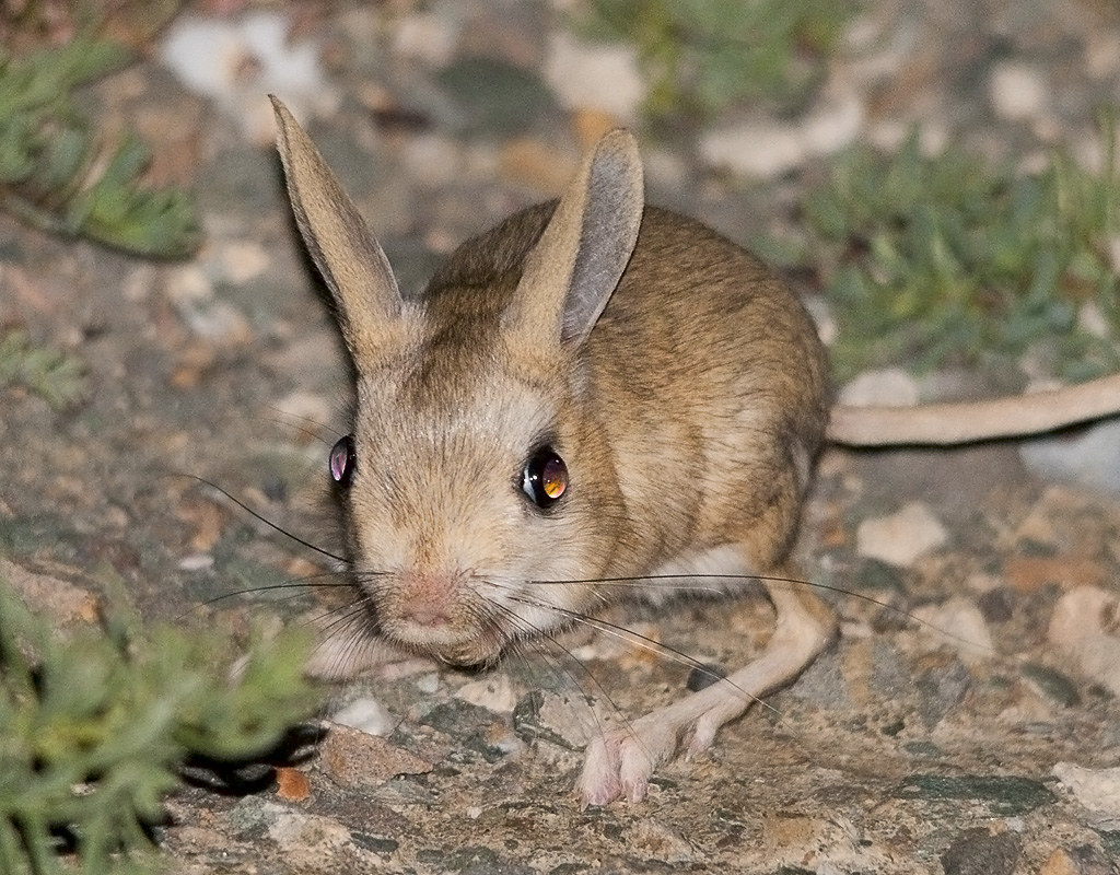 Jerboas: Hopping Desert Dwellers