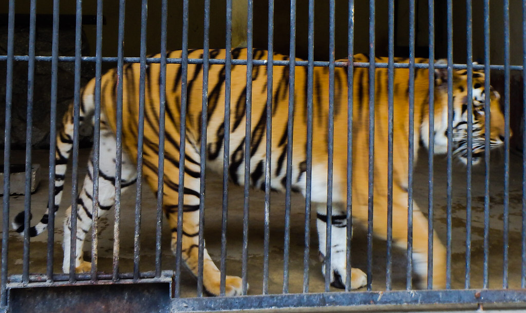 The Fate of Confiscated Exotic Animals