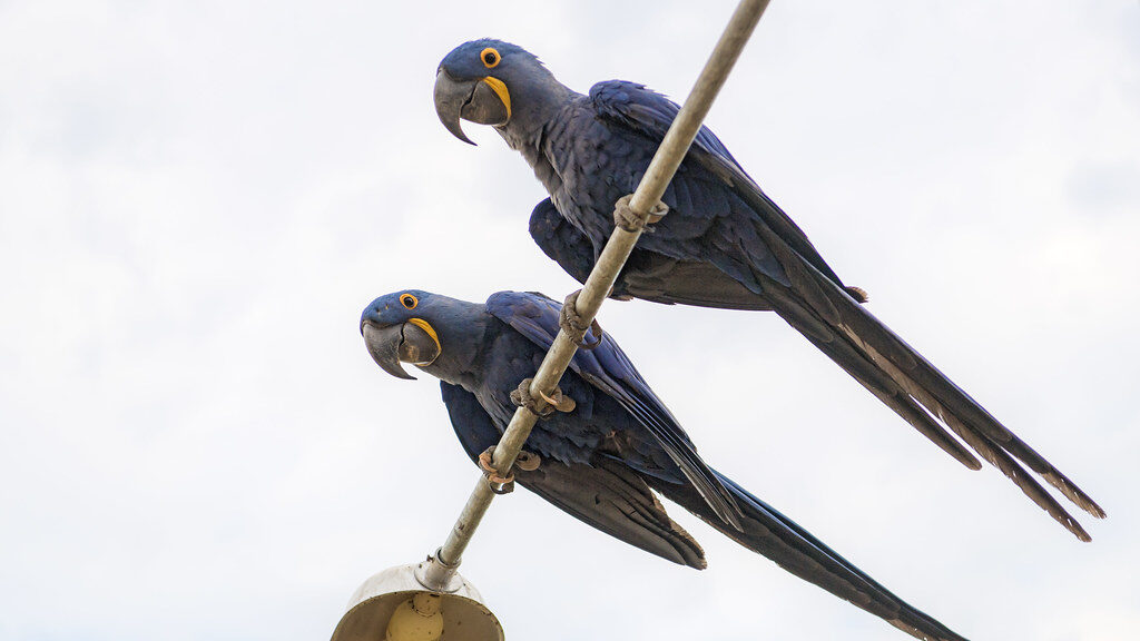 Two hyacinth macaws on a lamp
