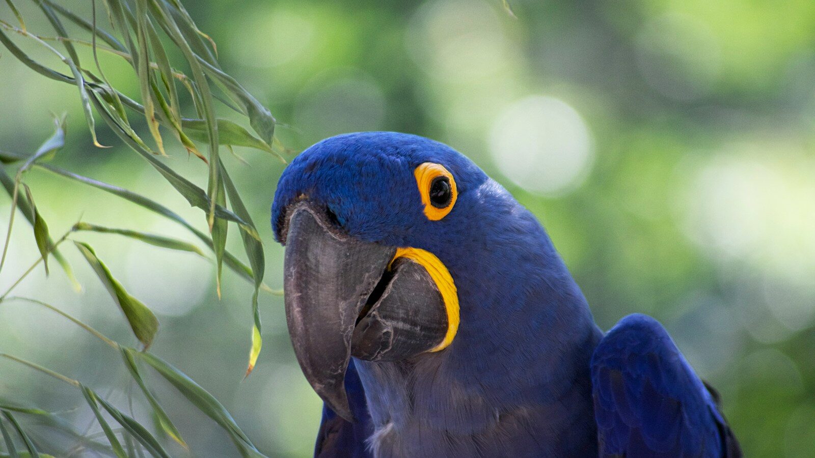 blue and yellow macaw perched on green plant