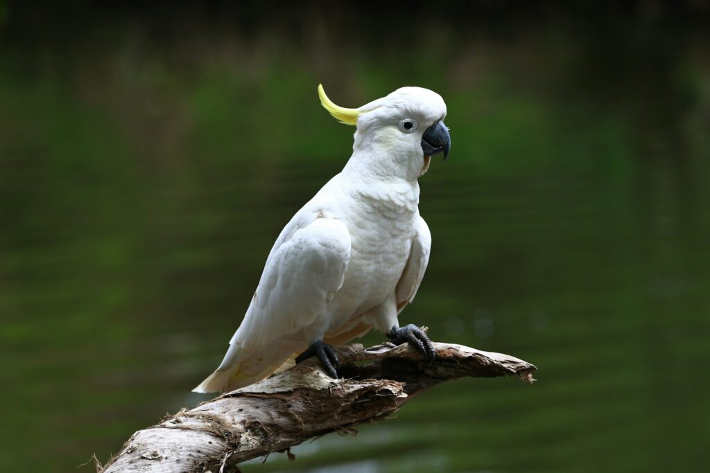 a cockatoo with a banana on its head