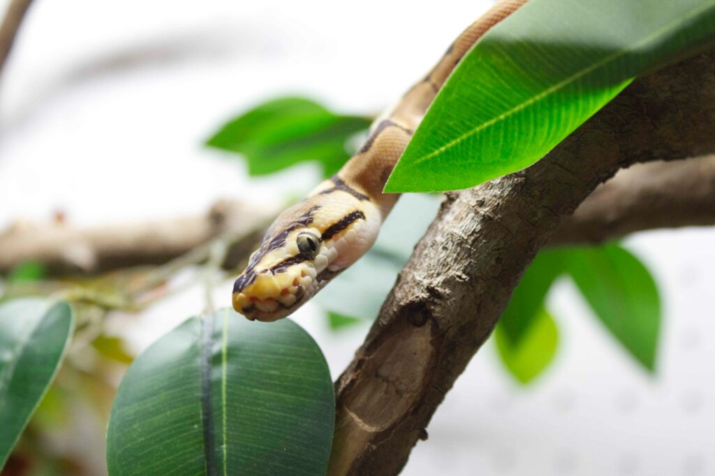 A snake that is sitting on a tree branch