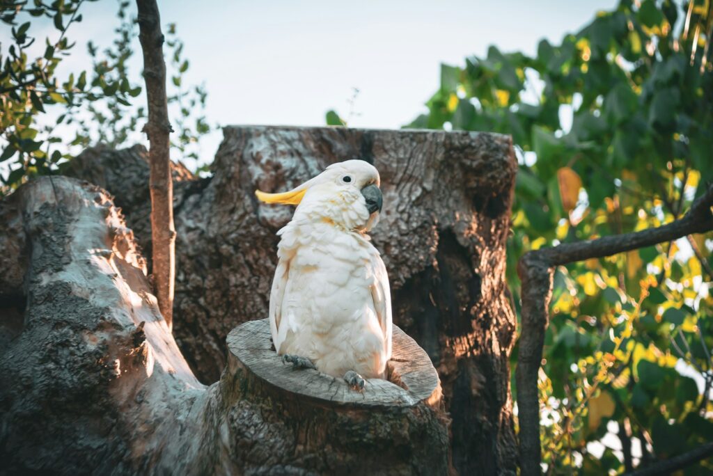 a bird sitting on a tree