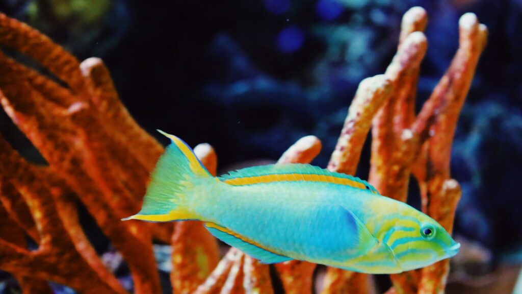 Close-up of a colorful wrasse, showcasing its blue and yellow coloration and streamlined body.