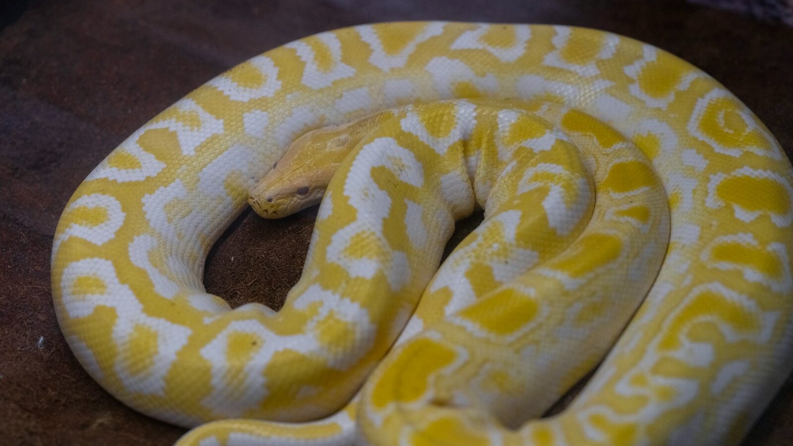 a yellow and white snake on a brown surface