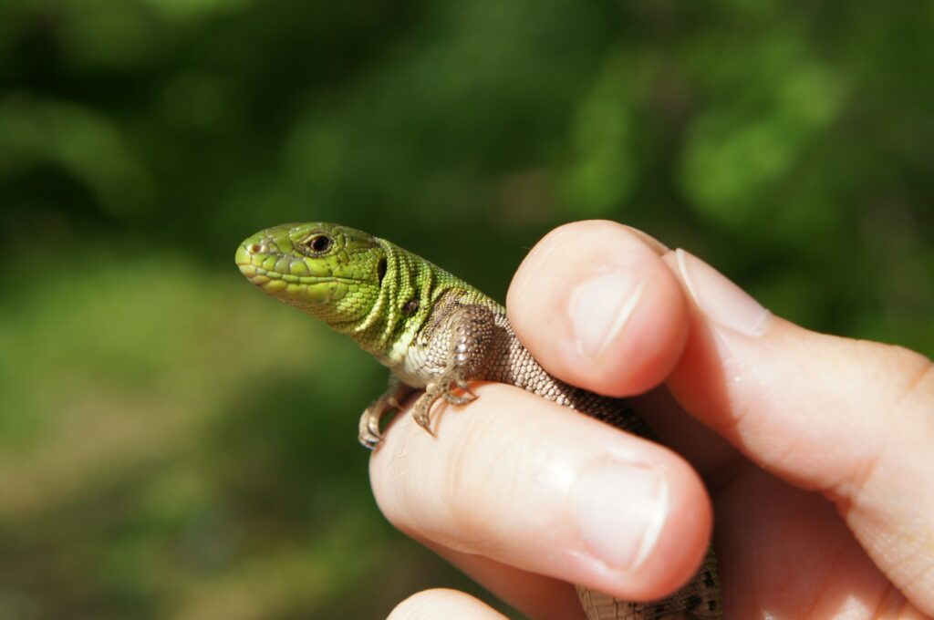 A person holding a small lizard in their hand