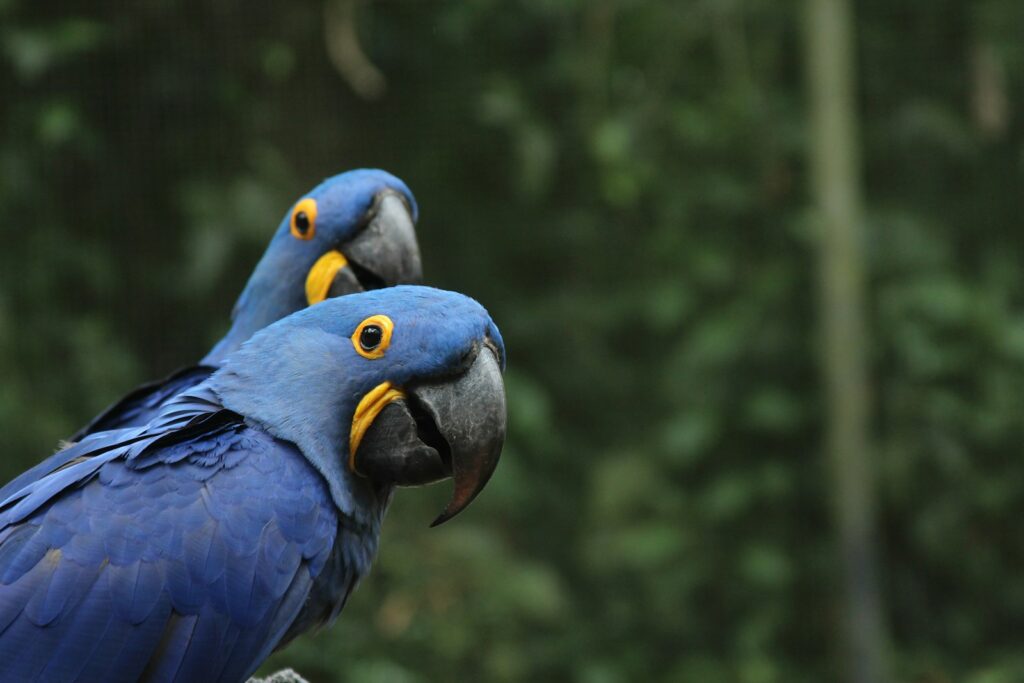 selective focus photography of two blue-and-yellow macaws