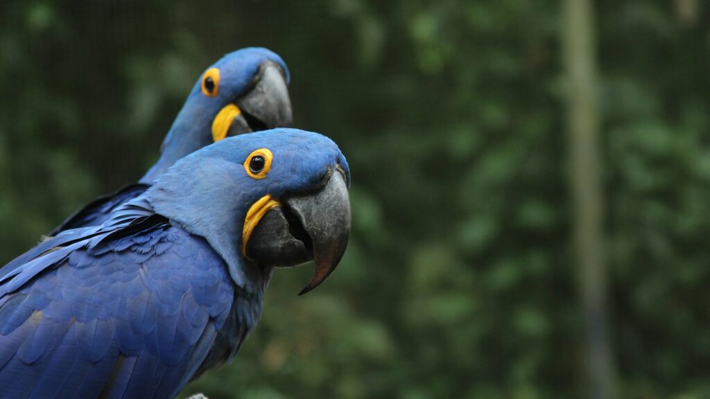 A pair of striking hyacinth macaws with deep blue plumage, showcasing their vibrant yellow eye rings and powerful, curved beaks.