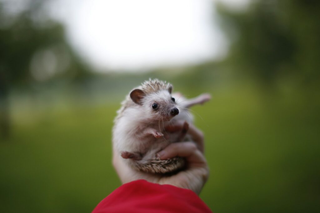 hedgehog in its owners hand