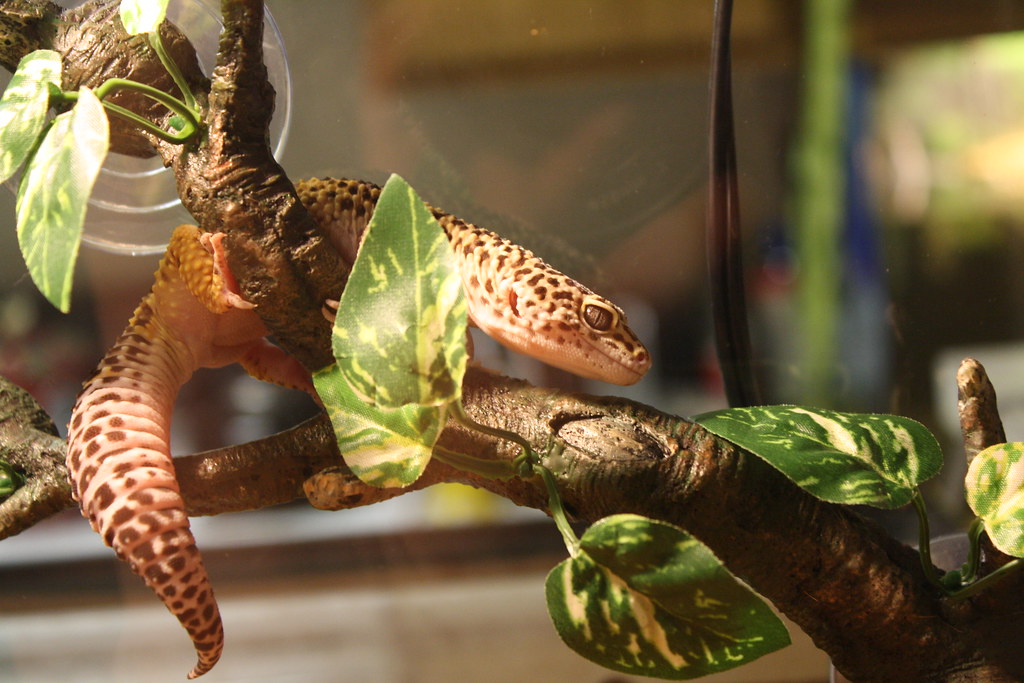 leopard gecko on a branch