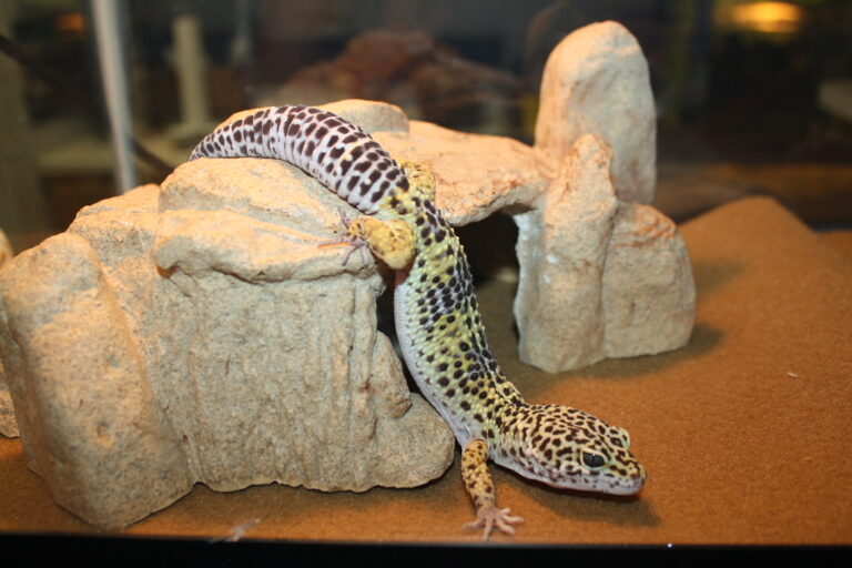 The Truth About Leopard Gecko Lifespans and How to Extend It