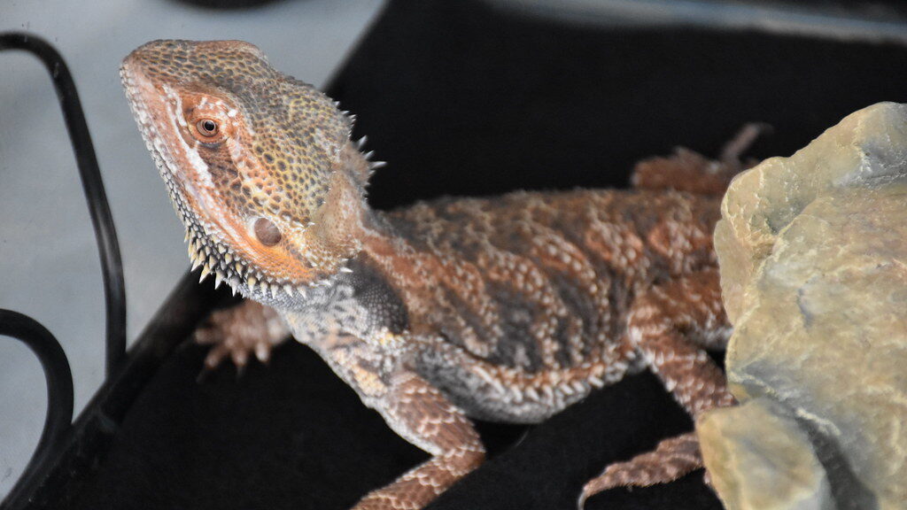 bearded dragin close up