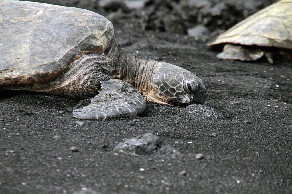 Coastal Development and Sea Turtle Nesting Beaches