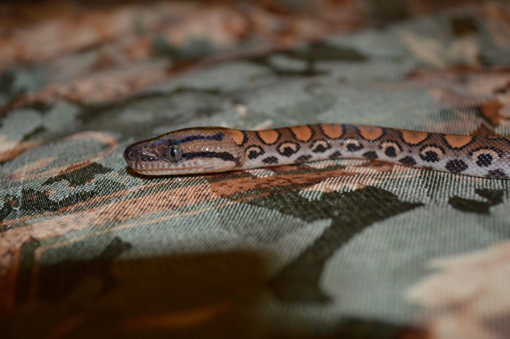 reptile, snake, constrictor, snake eyes, brazilian constrictor, brazilian rainbow constrictor, boa, the brazilian boa constrictor, brazilian rainbow boa