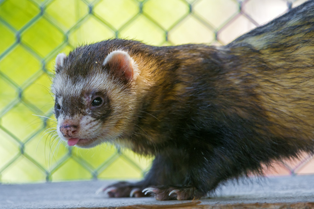 Ferret-Proofing Solutions