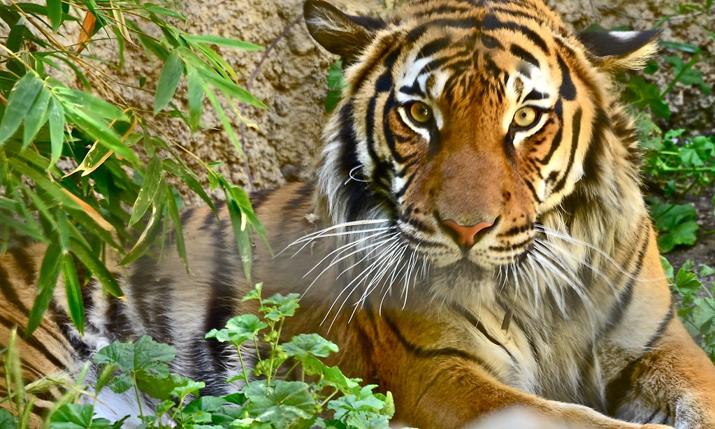 Commonly Banned Exotic Animals