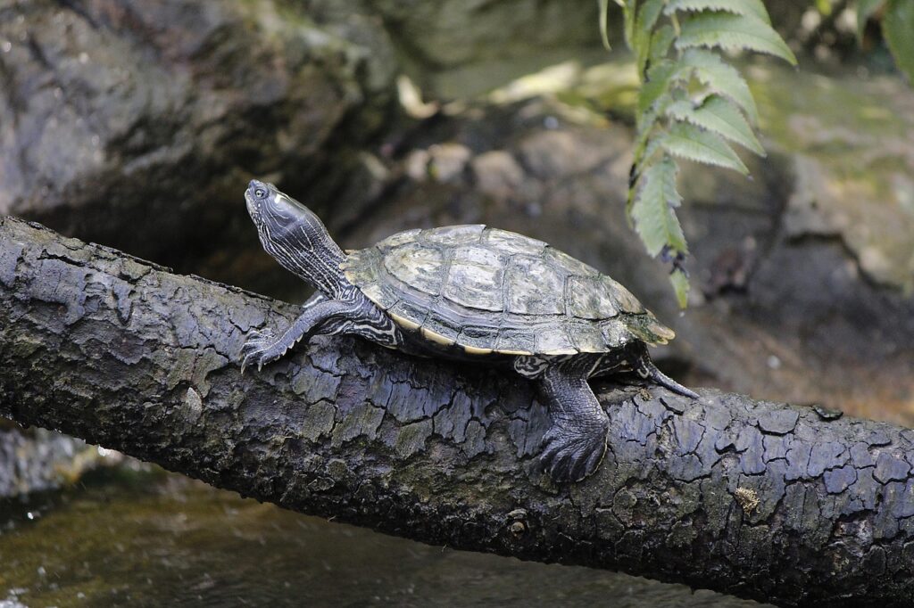 tortoise, tank, animal, nature, water turtle, head, reptiles, pond