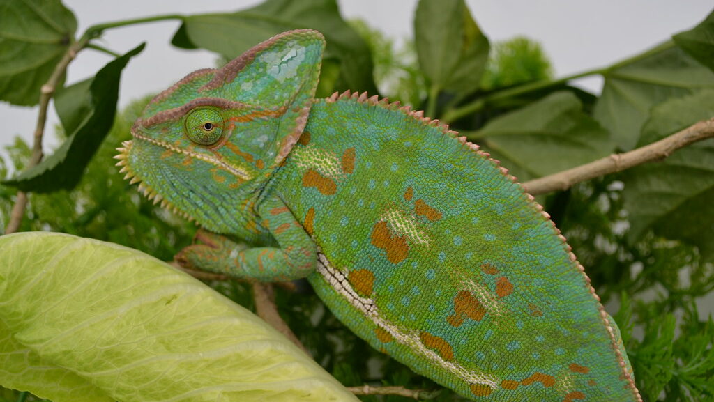 chameleon on a branch