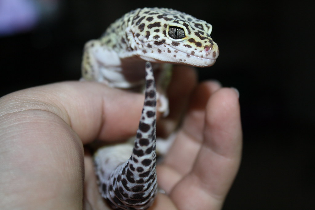 leopard gecko in a persons hand