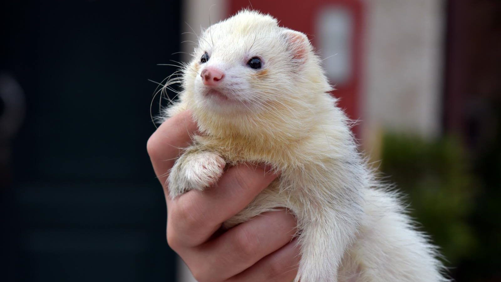 A cute ferret being gently held by a hand outdoors, showcasing its fluffy fur.