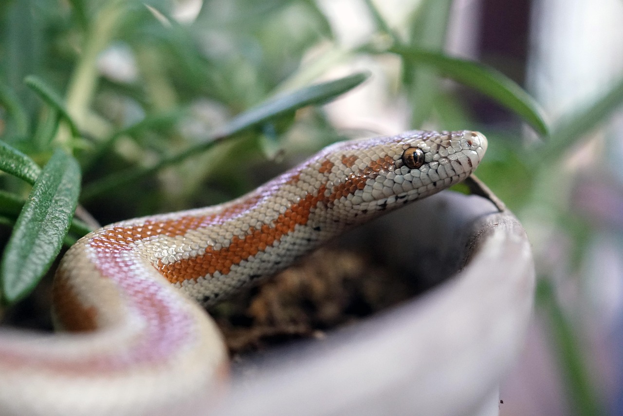 snake, reptile, nature, animal, rosy, pet, rosy boa, boa