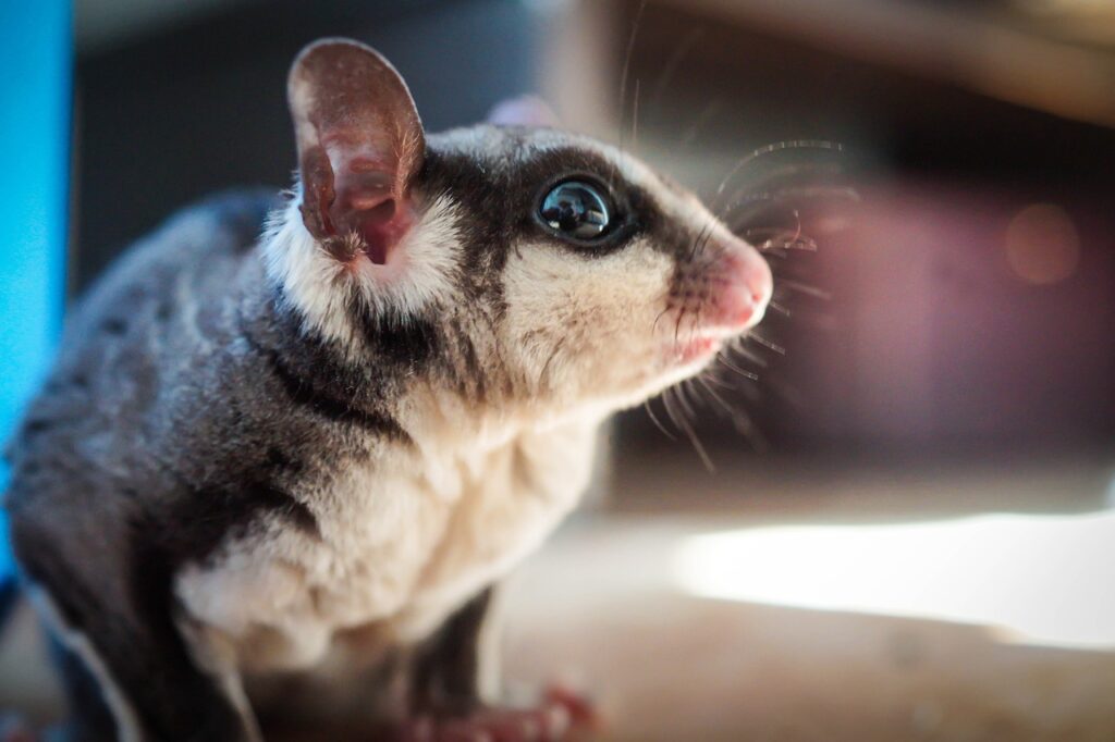 sugar glider, pet, marsupial, nature, animal