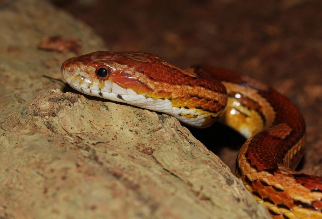 corn snake, line, pantherophis guttatus, terraristik, dandruff, reptile, terrarium, creature, choke snake, non toxic, lurk, curious, head, portrait, corn snake, corn snake, corn snake, corn snake, corn snake, line