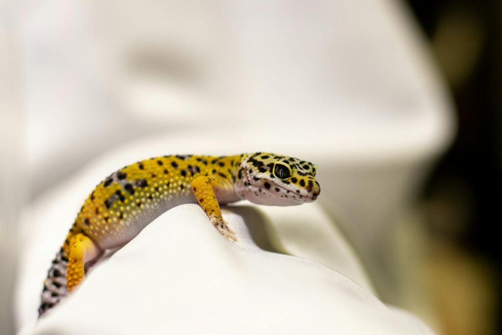 Leopard gecko resting on a white textile background, showcasing its vivid colors.