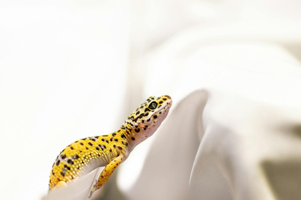 A leopard gecko resting on white fabric, showcasing its distinct yellow and black patterns.